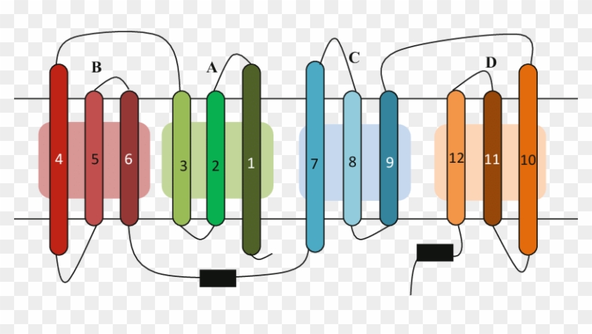 A Transporter Is Shown Residing In A Membrane With - A Transporter Is Shown Residing In A Membrane With #1588239