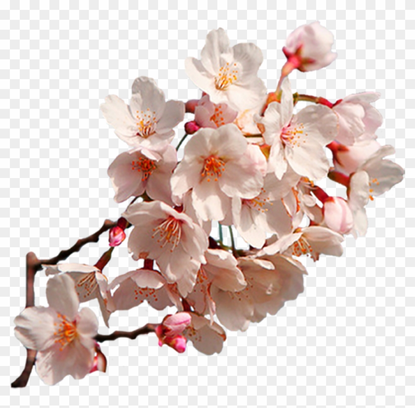 Sakura Png - Sakura Png #1588526