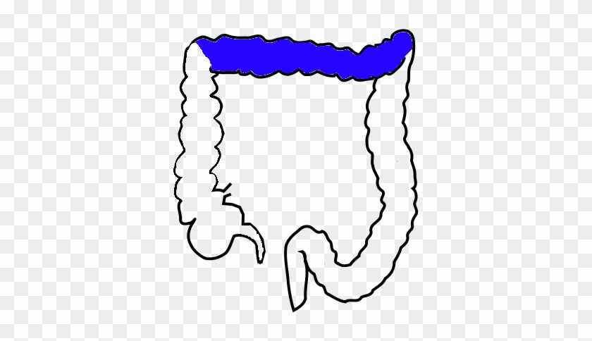 Transverse Colon - Colon Transversum #1588996