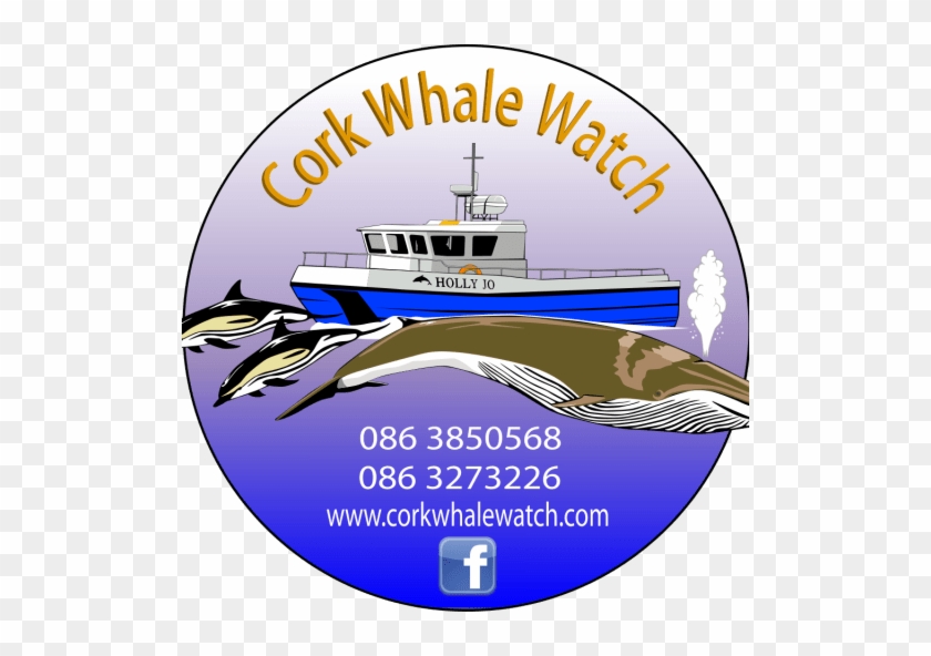 Cork Whale Watch Photo Gallery Whale Watching In West - Boat #1589213