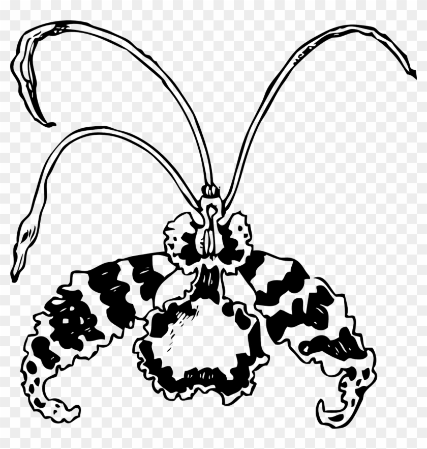 Orch - Orchid Clip Art #1589511