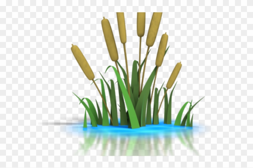 Reed Clipart Lily Pad Pond - Pond Clip Art #1589606