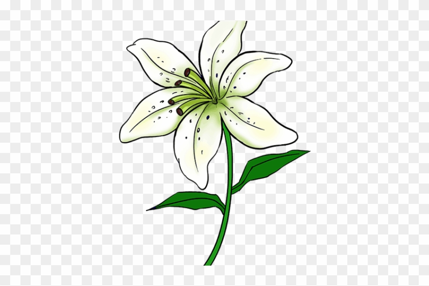 Lily Clipart Simple - Drawing Of Lily Flower #1589615
