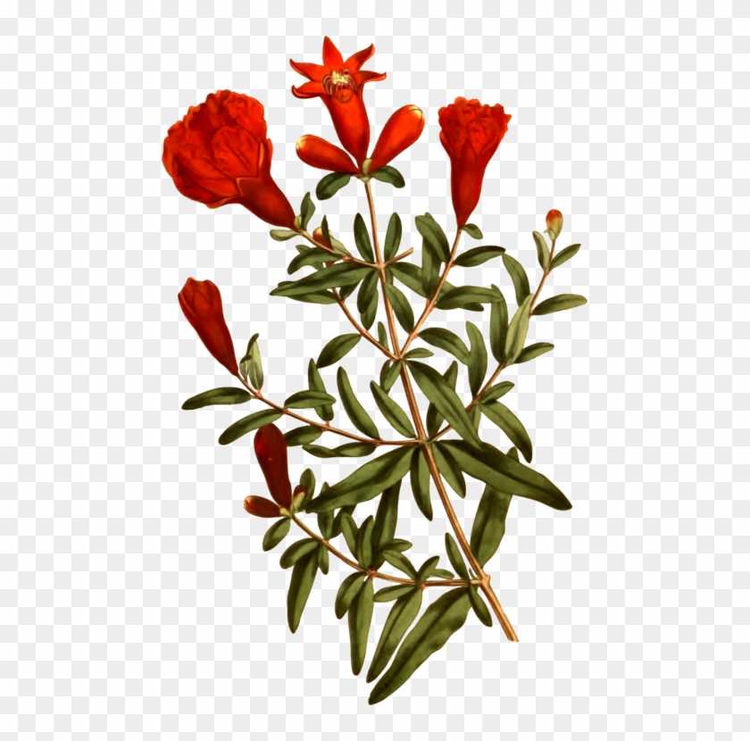 Pomegranate Cut Flowers Tree Petal - Pomegranate #1589779