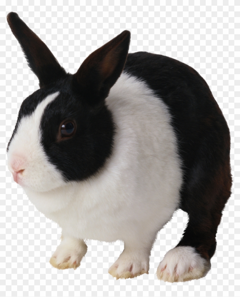 Black And White Rabbit Png Clipart Domestic Rabbit - Black And White Rabbit #1589937