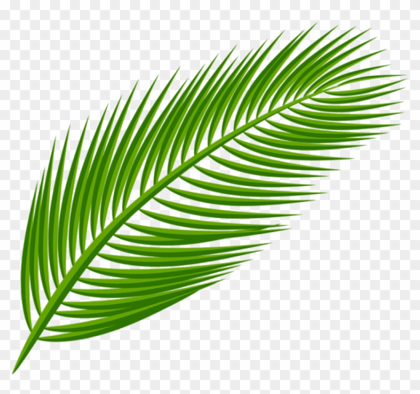 Free Png Download Palm Leaf Transparent Clipart Png - Palm Tree Leaf Png #1590359