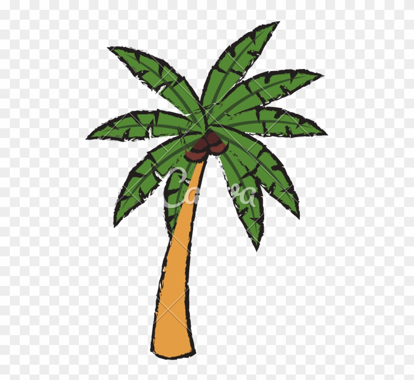 Palm Tree Sketch - Illustration #1590362