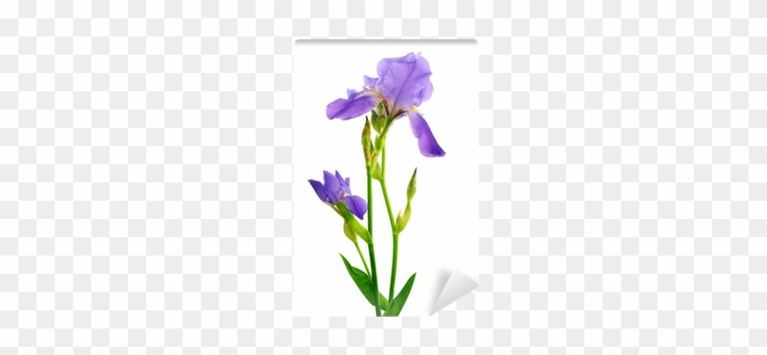 Beautiful Isolated On The Wall Mural Pixers - Algerian Iris #1590575