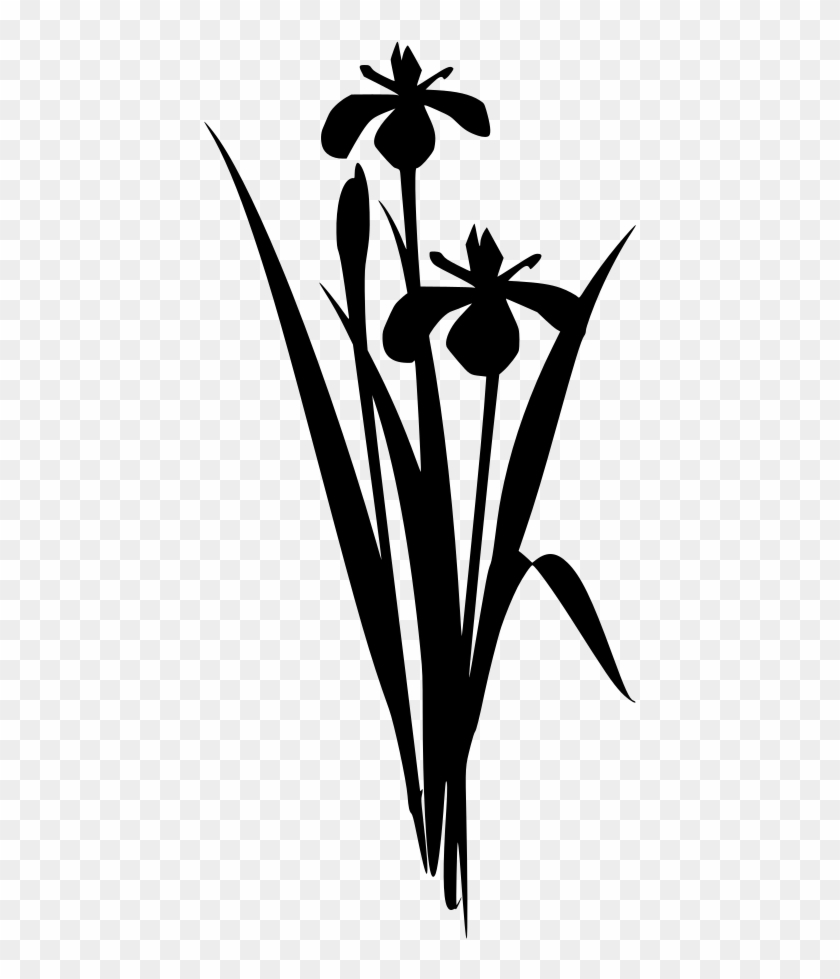 Info - Iris #1590576