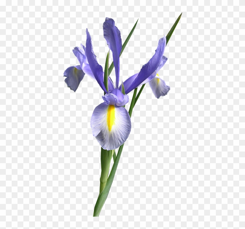 Dutch Iris, Blue, Flower Cut Out - Ирис Сибирский Пнг #1590577