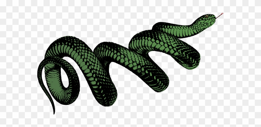 Black And White Snake Png #1590654