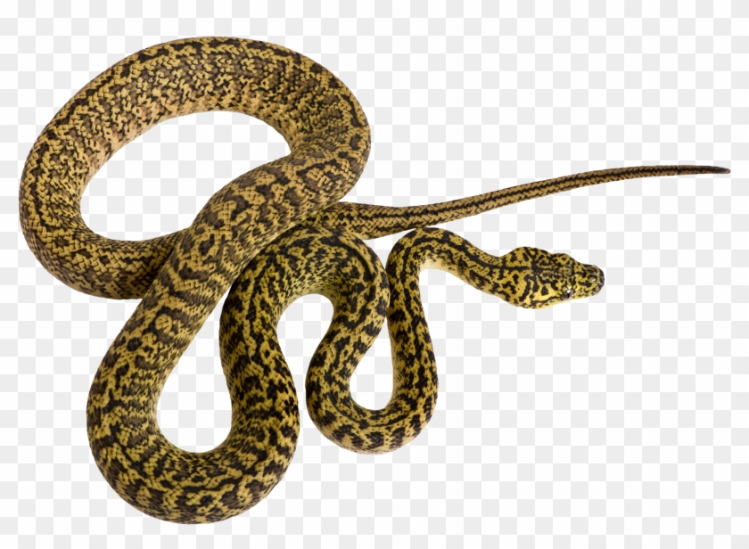 19 Rattlesnake Vector Pattern Huge Freebie Download - Serpiente Animal Png #1590671