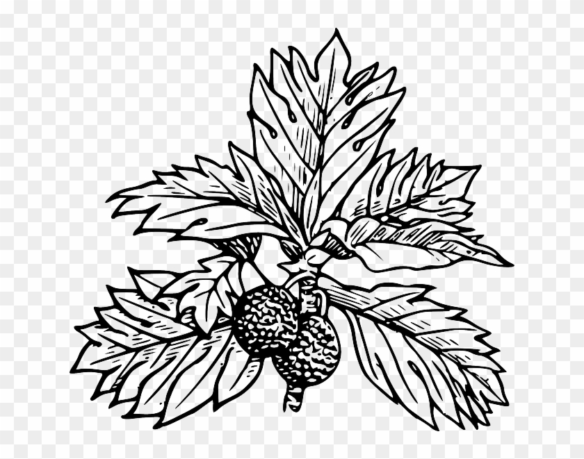 Breadfruit Clipart #1590740