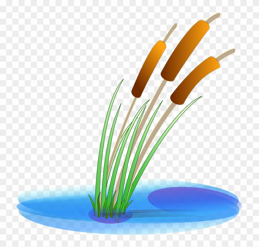 Reed Clipart #1591315