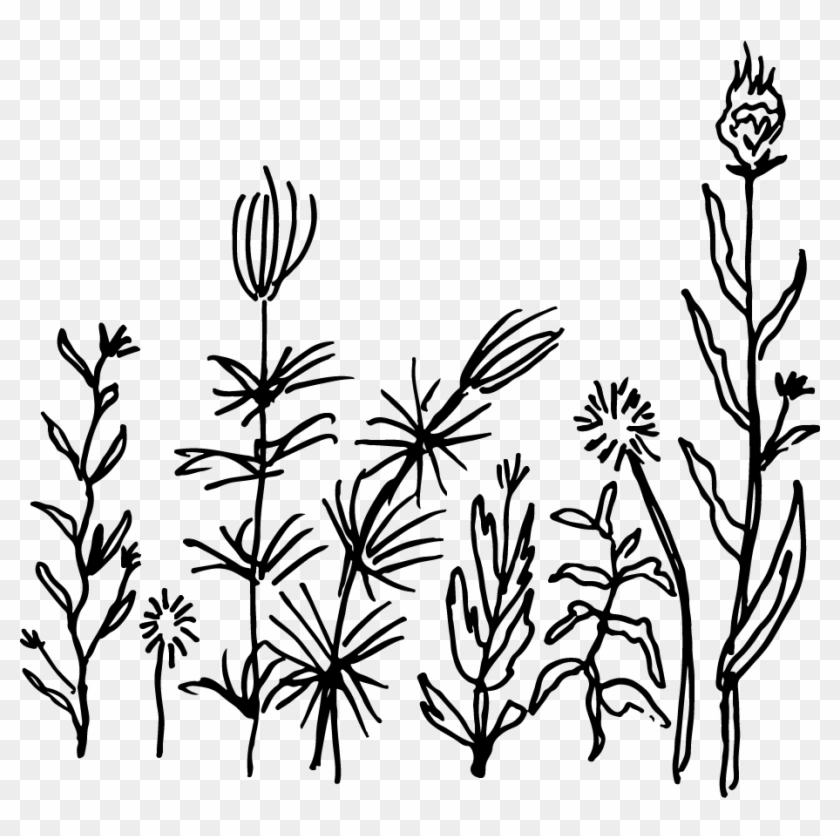 Or Deadheading Plants - Or Deadheading Plants #1591402