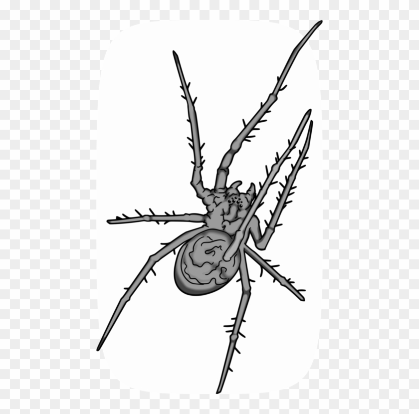 All Photo Png Clipart - Grey Spider Png #1592014