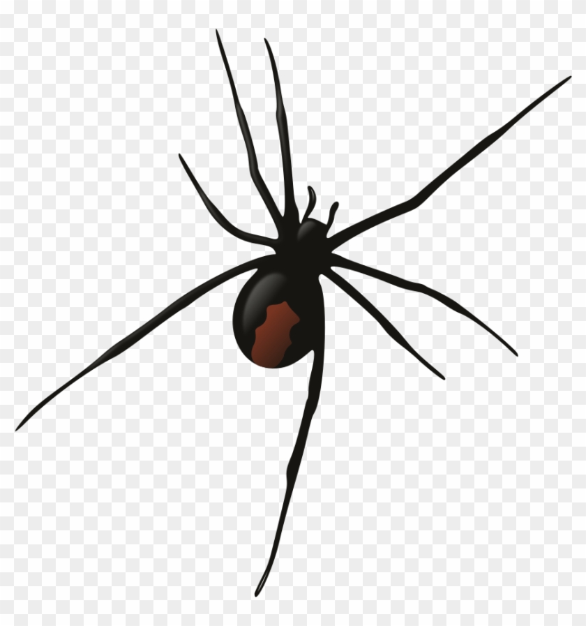 Banner Transparent Download Female Rooweb - Redback Spider Silhouette Png #1592023