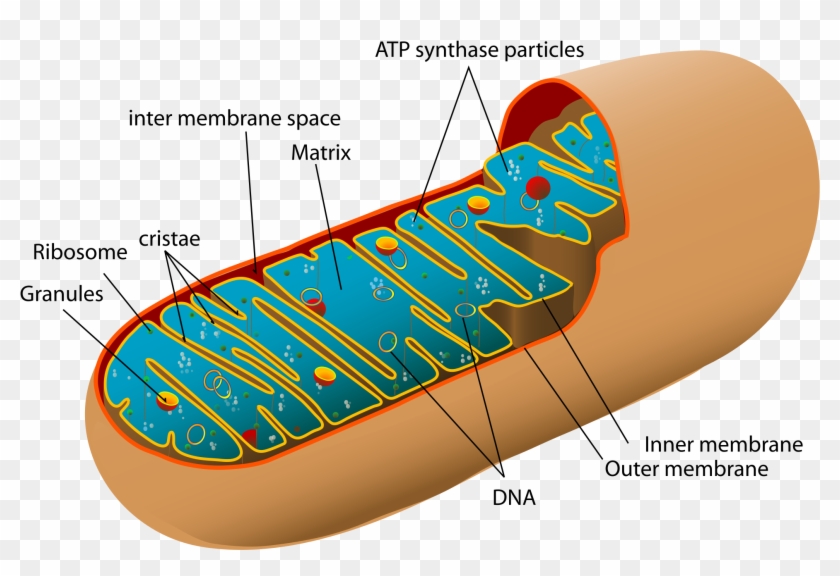Created With Raphaël - Mitochondria Structure #1592279