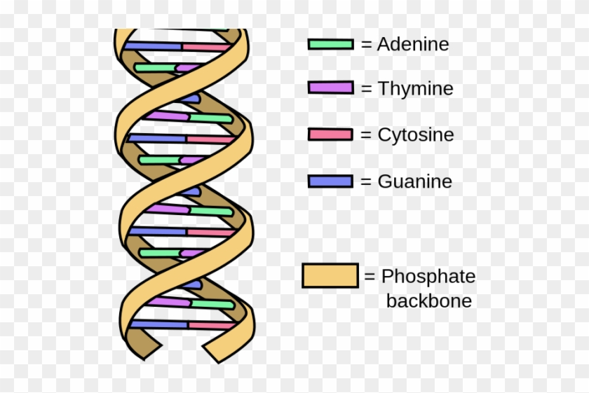 Dna Structure Clipart Labeled - Dna Made #1592284