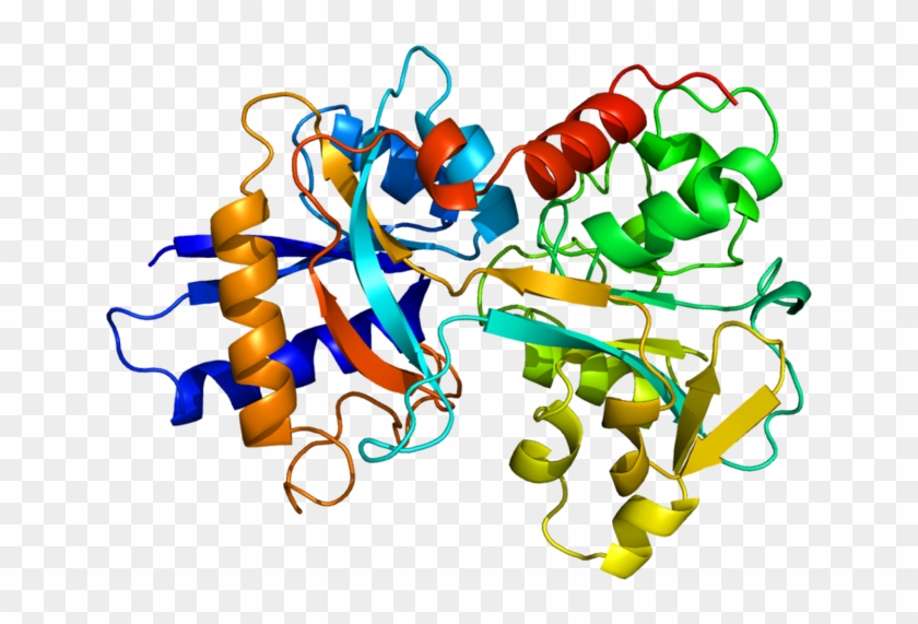 Germ Clipart Phagocyte - 轉 鐵 蛋白 結構 #1593178