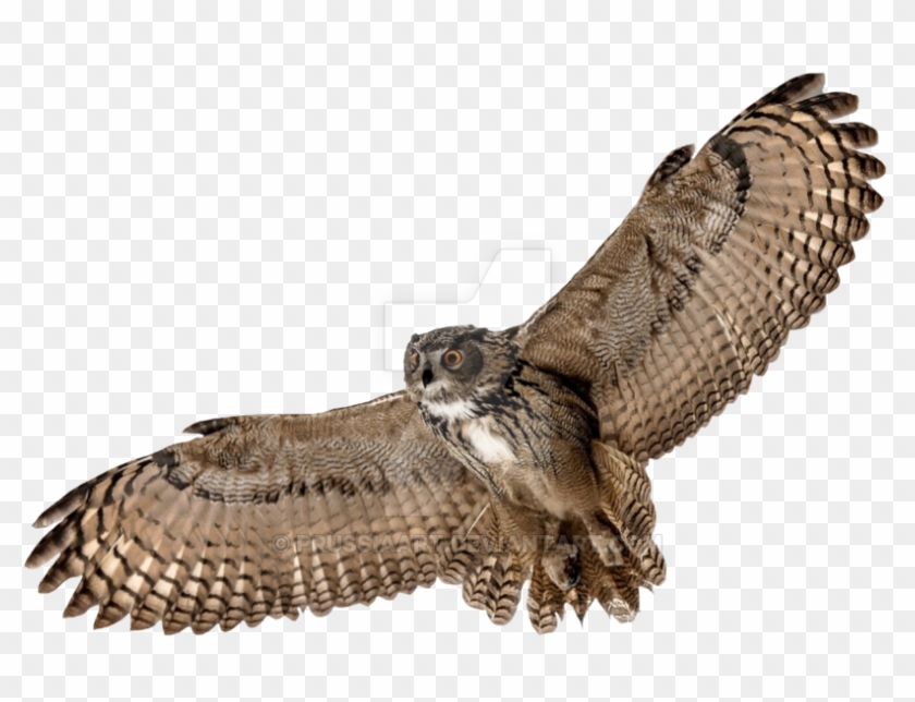 Flying Owl Png - Flying Owl Png #1593257