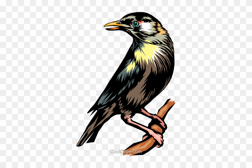 Blackbird Royalty Free Vector Clip Art Illustration - Raven #1593311