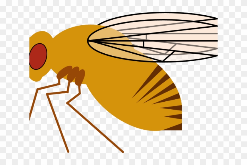 Flies Clipart Drosophila Melanogaster - Flies Clipart Drosophila Melanogaster #1593585