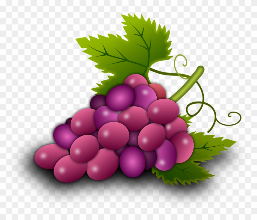 Grapes Vine Vineyard - องุ่น Png #1593962