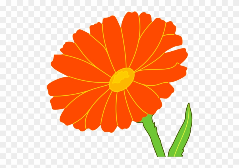 Marigold #1594003