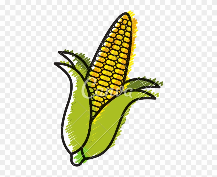 Corn Cob Doodle - Illustration #1594310
