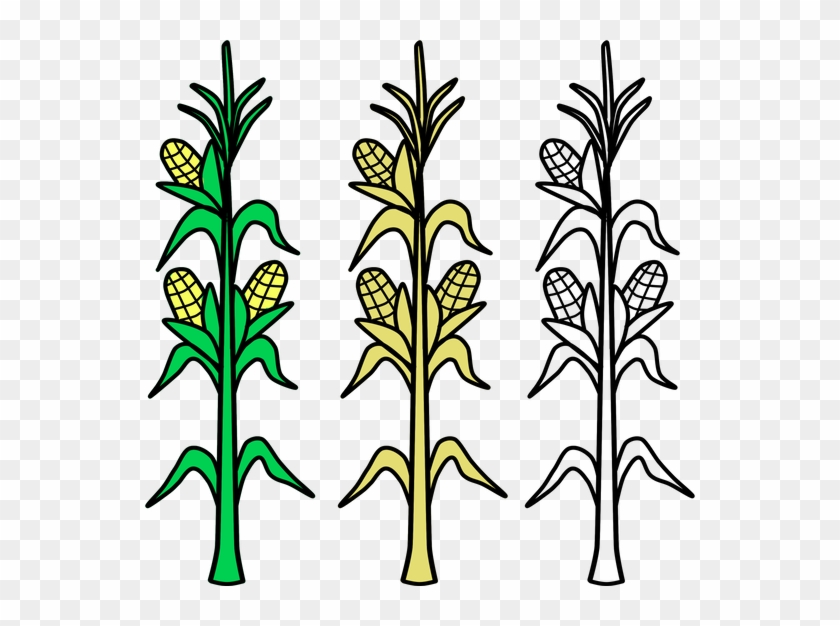 Corn, Field, Vector, Agriculture, Plant, Crop, Farm - Planta De Maiz Para Colorear #1594338