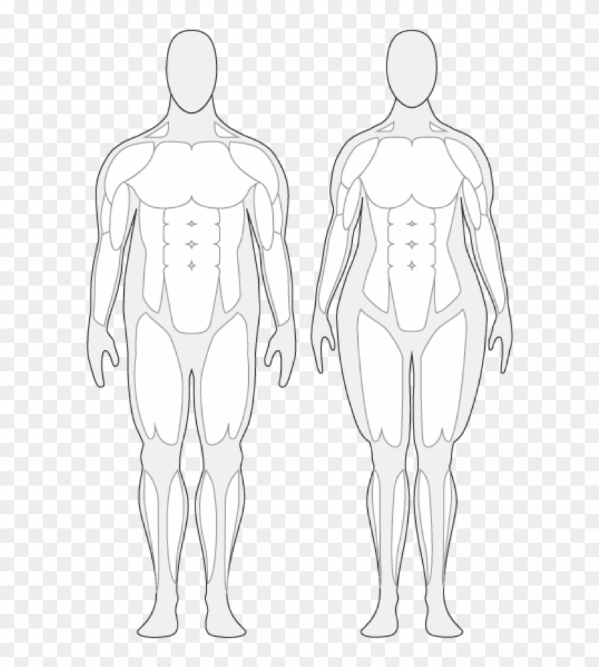 Body Composition - Overweight Human Body #1594737