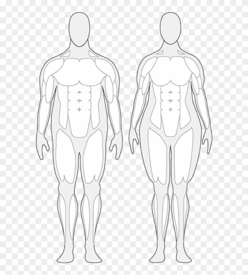 Body Composition - Overweight Human Body #1594737