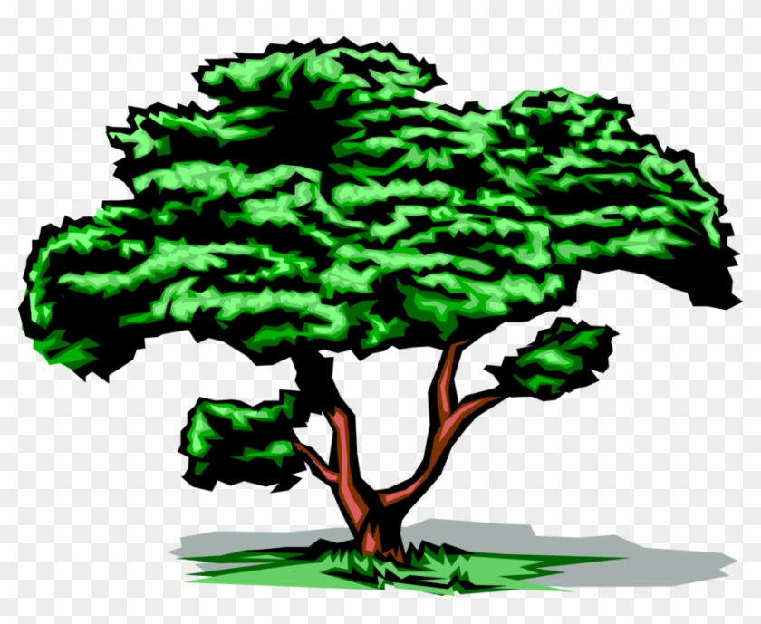 Vector Illustration Of Mature Deciduous Tree With Green - Tree Clip Art Gif #1595532