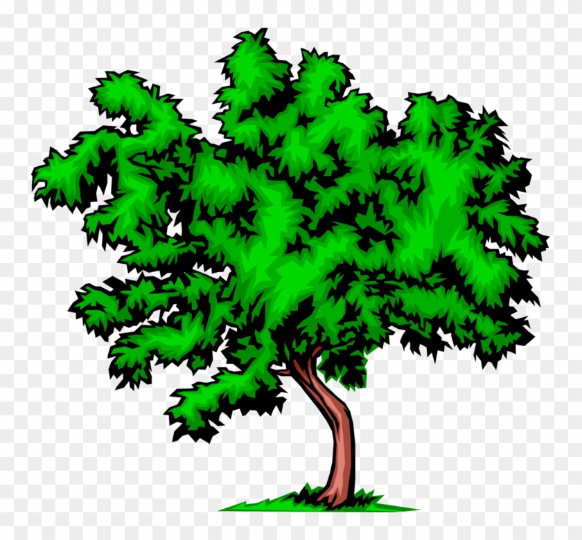 Vector Illustration Of Bushy Deciduous Tree - Things Related To The Environment #1595543