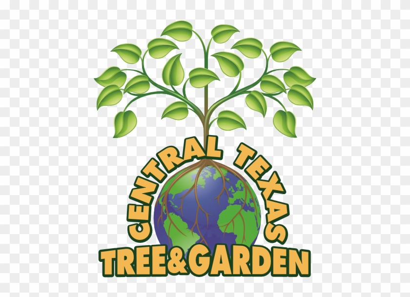 Central Texas Tree And Garden - Globe Tree #1595553