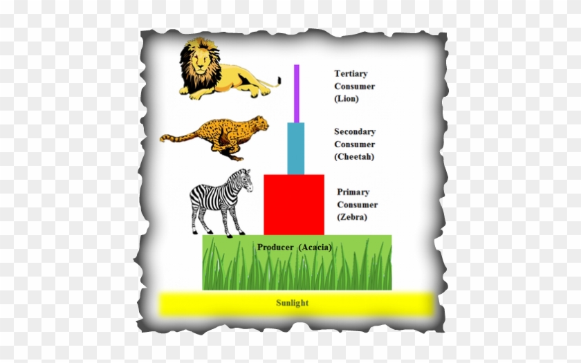 Energy Increase As It Goes Up The Pyramid In The Savanna - Golden Plum #1596029