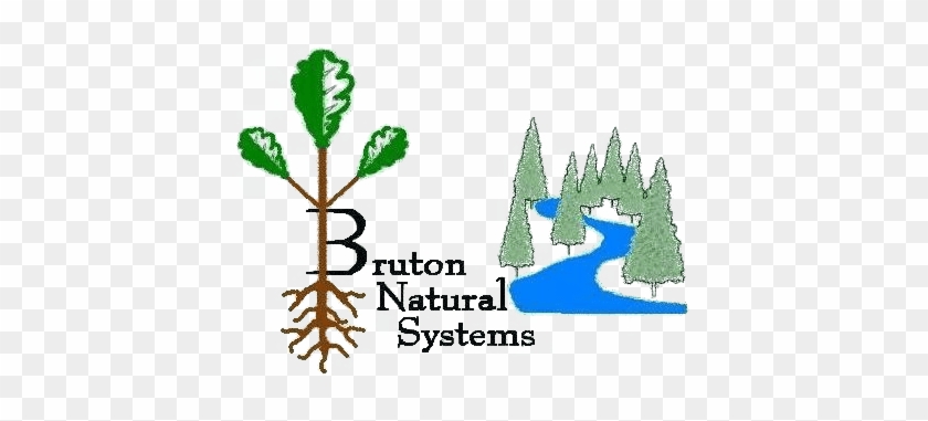 Bruton Natural Systems - Cypress Family #1596534