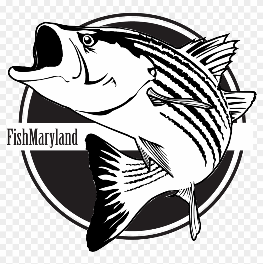 Fishmaryland Is Maryland's Recreational Fishing Award - Fishmaryland Is Maryland's Recreational Fishing Award #1598243