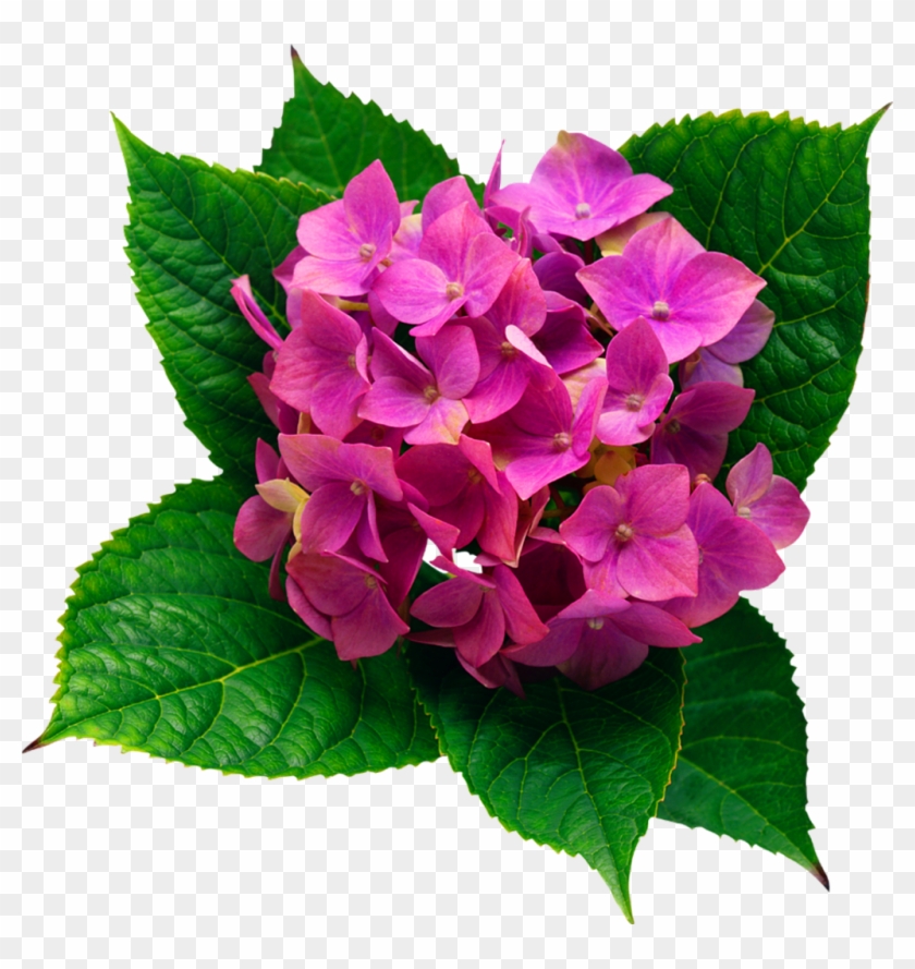 Hydrangea Sticker - Hydrangea Png #1598422