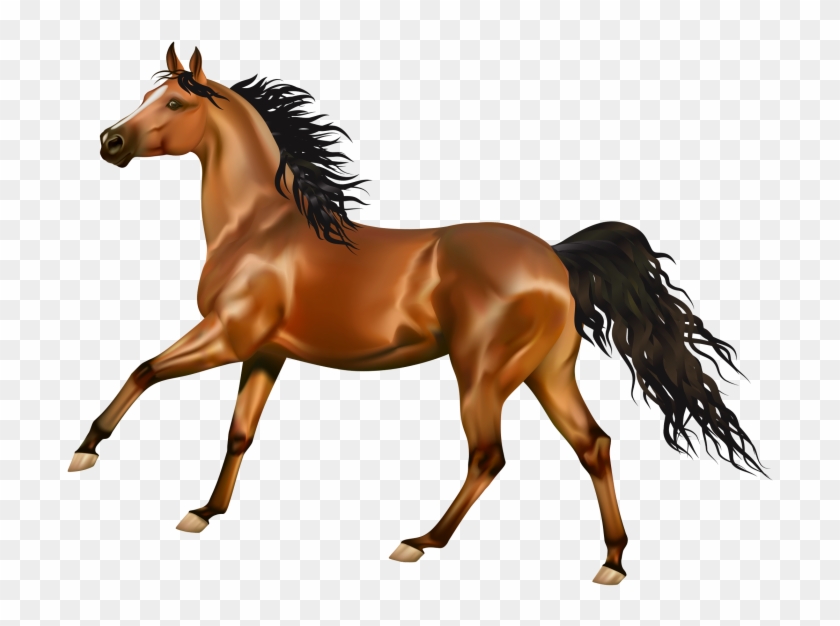 Cavallo Sfondo Bianco #1598743