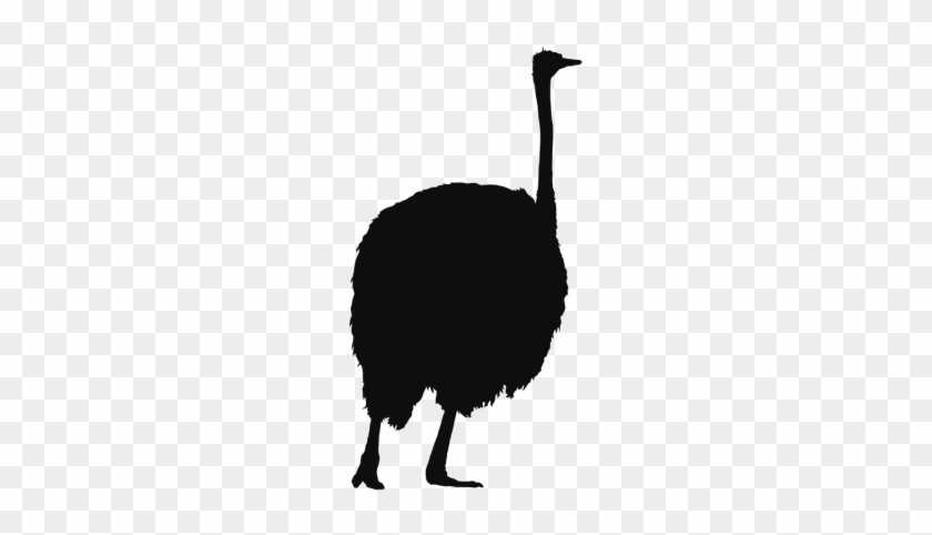640 X 640 3 0 - Common Ostrich #1600226