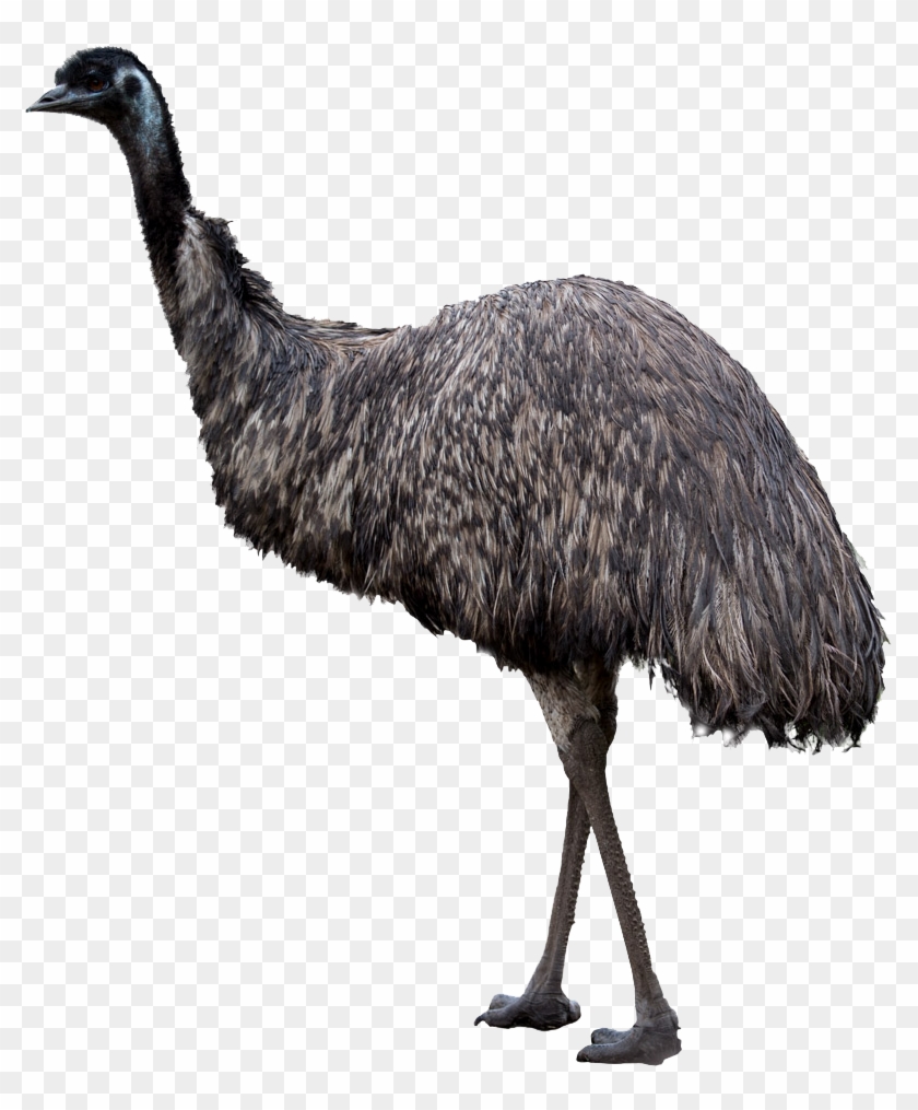 Emu Vs Ostrich Clip Art - Australian Animals Transparent #1600243