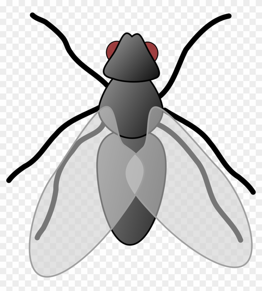 Fly Clipart Bug - Fly Clip Art #1600408
