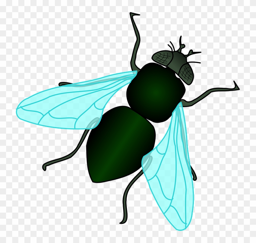 Bug Clip Art Fly - Fly Clipart Free #1600411