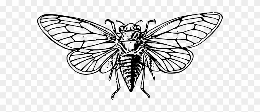 Fly Clipart Kuliglig - Cicada Drawing #1600412