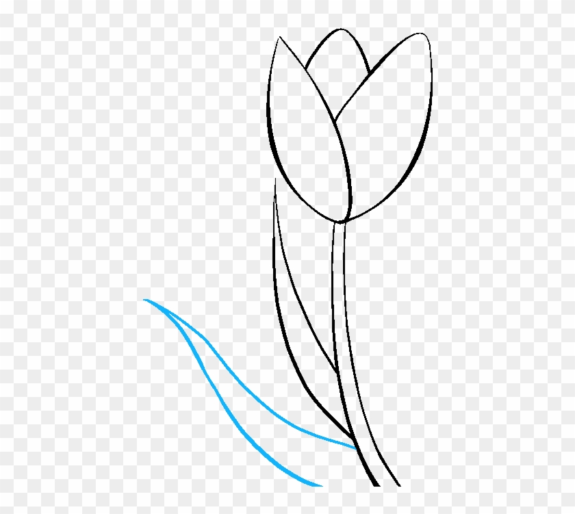 Tulip Flower Drawing - Tulip Line Drawing #1601957