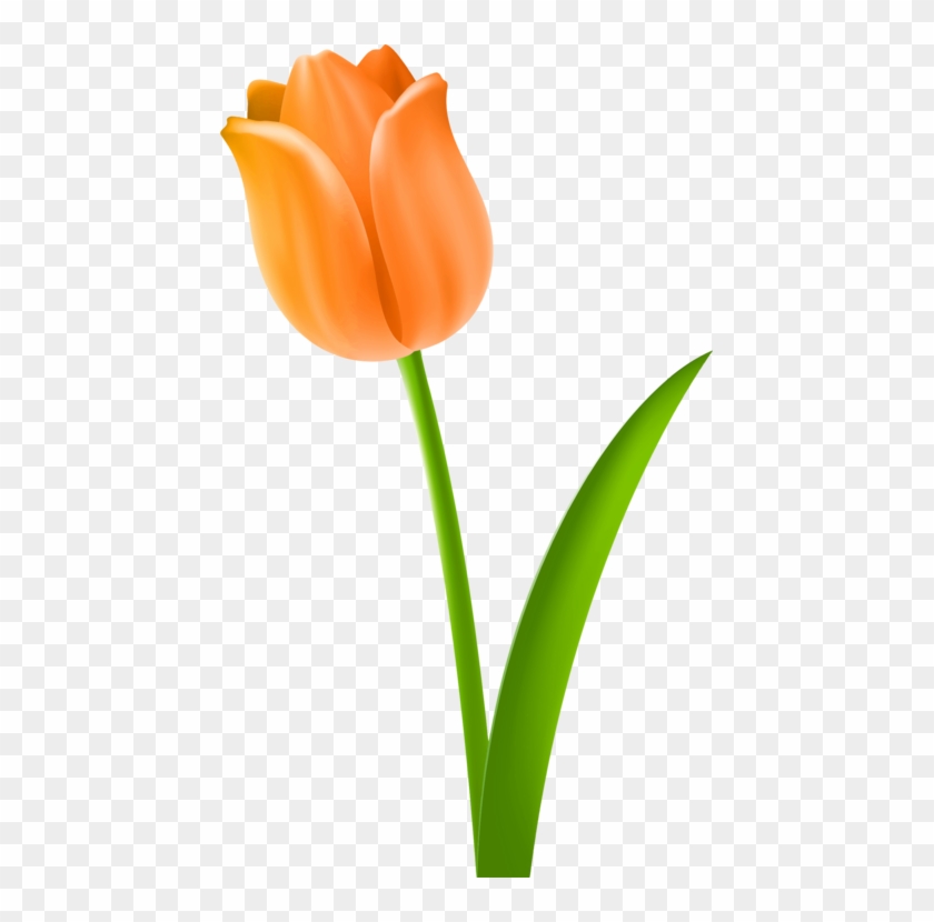 443 X 750 3 - Peach Tulips Png #1601960