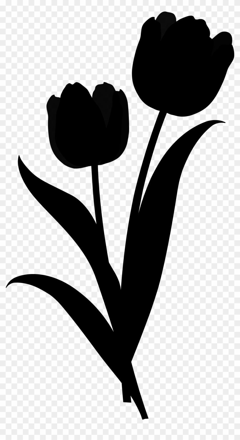 Tulip Silhouette - Tulipa Humilis #1601970