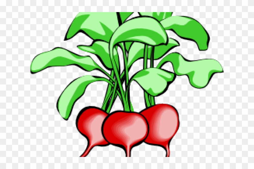 Beetroot Clipart Animated - Vegetable Tops And Bottoms #1601991